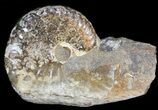Hoploscaphites Ammonite- South Dakota #44047-1